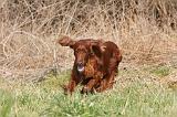 SETTER IRLANDAIS 278